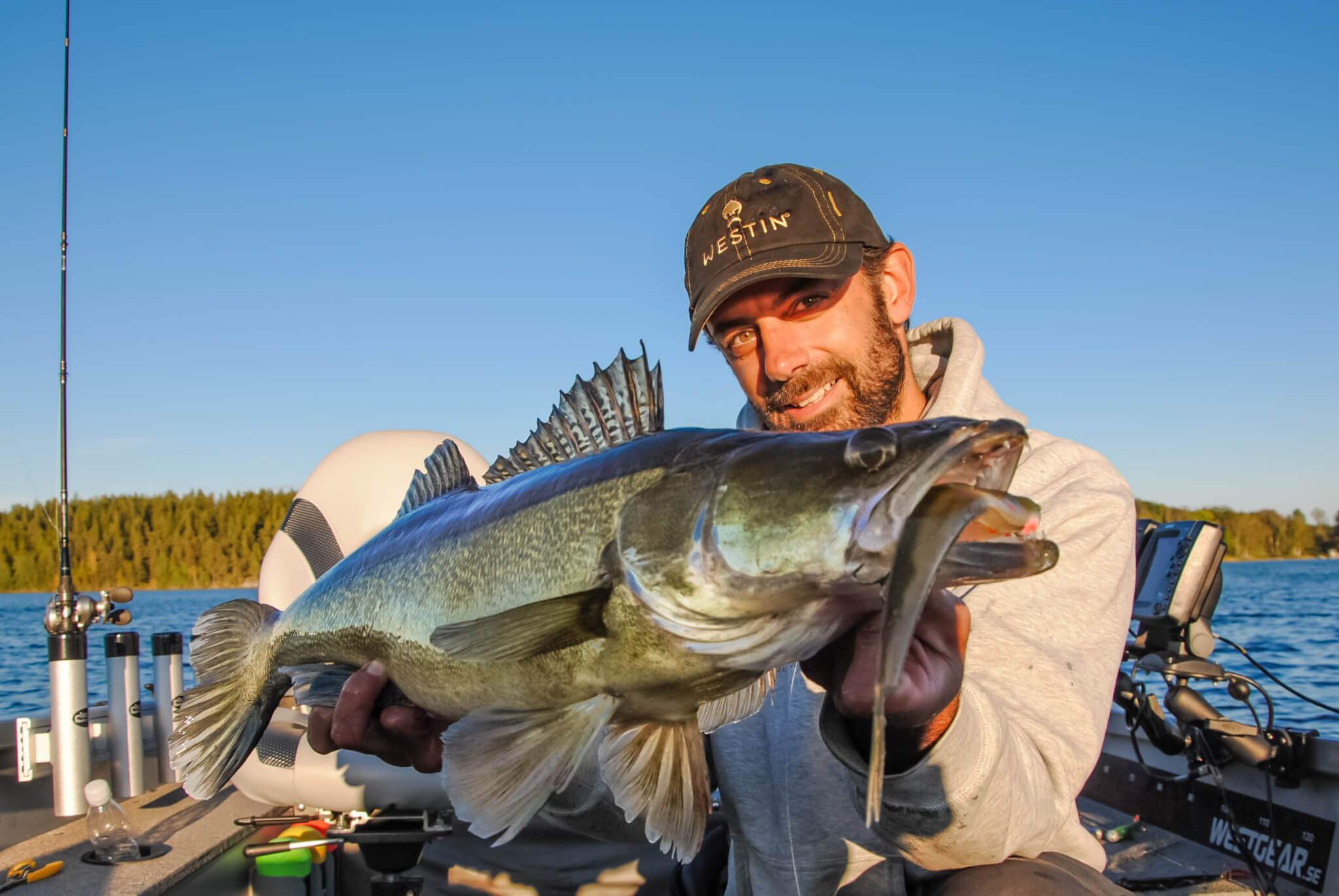 Zander Schweden Vertikalangeln - Fishing-in-Sweden.com