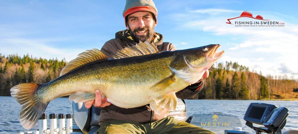 Happy easter / zander fishing weekend!! - Fishing-in-Sweden.com