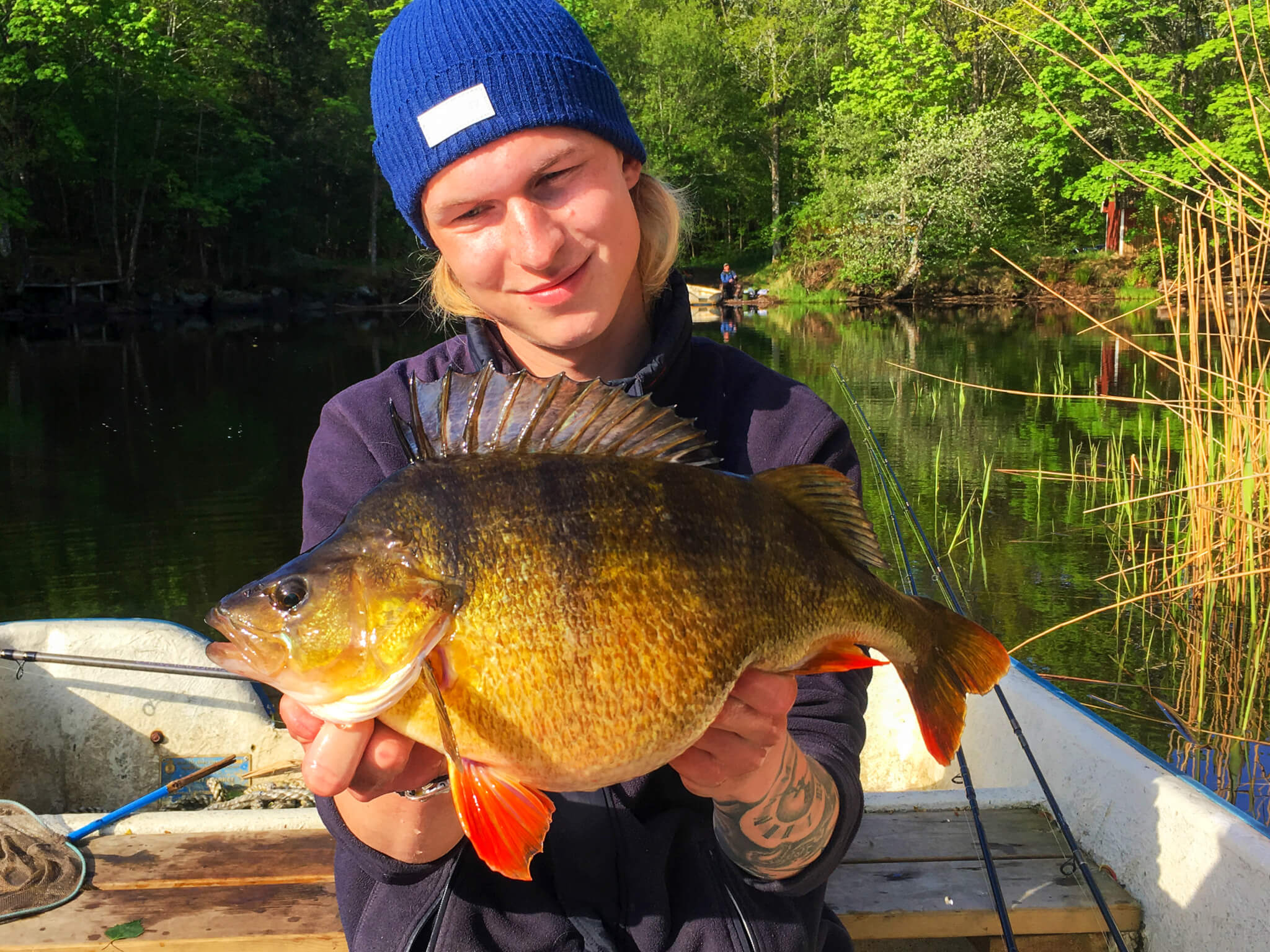 Perch Fishing Madness! - Fishing-in-Sweden.com